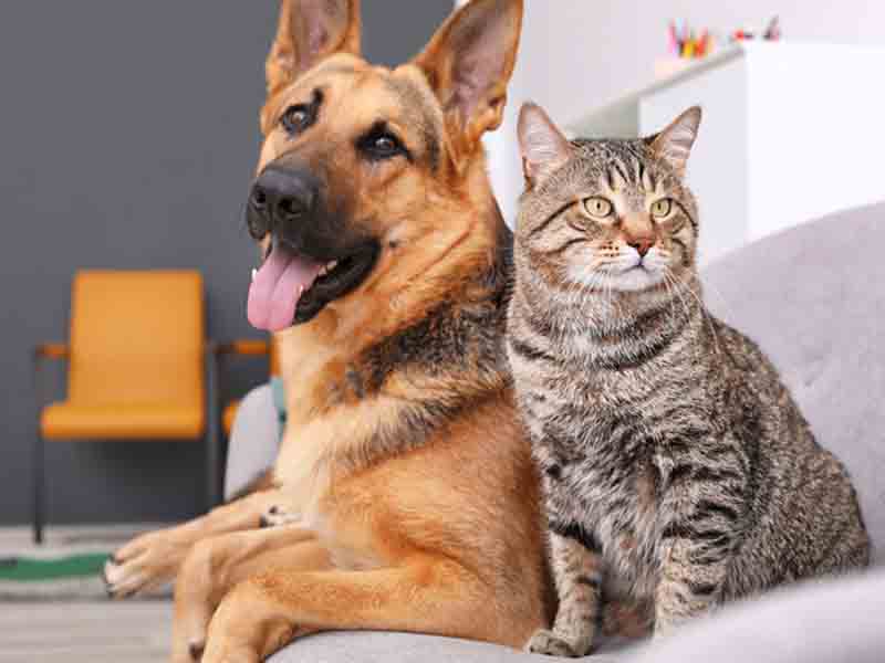 Which is better pet cat or dog?